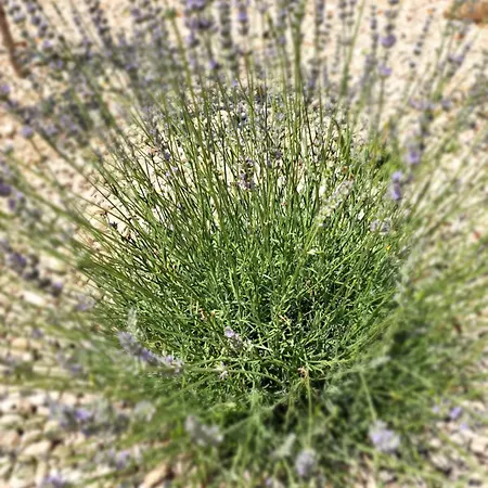 O'life Boutique Vodice