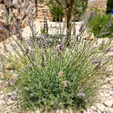 O'life Boutique 4* فوديس