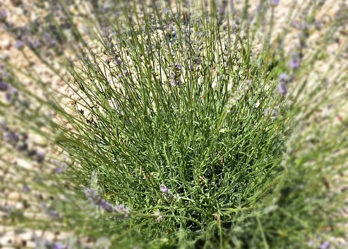 O'life Boutique Vodice