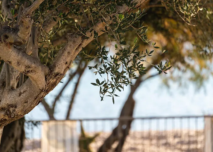 O'life Boutique 4* Vodice