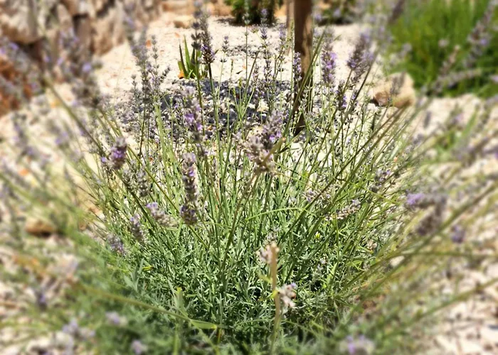 O'life Boutique 4* ヴォディツェ